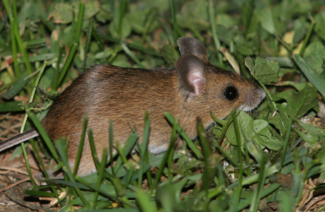 Waldmaus (Apodemus sylvaticus) - © Alois Absenger